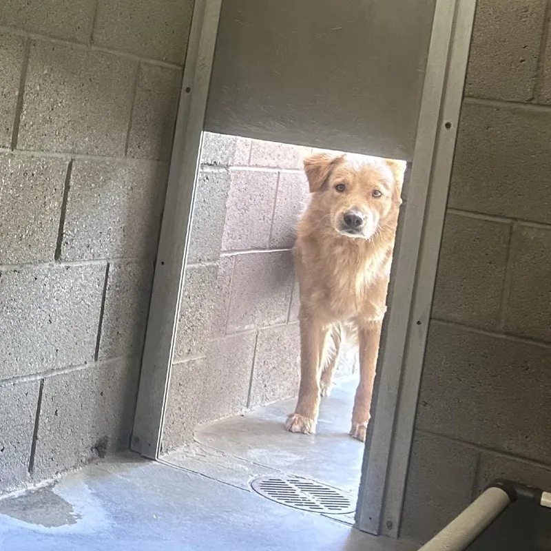 A young medium-sized male Golden Golden Retriever dog named Bacon for adoption in Yuma, AZ