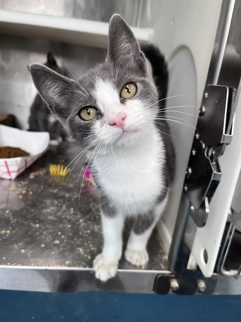 A baby medium-sized male Gray & White Domestic Short Hair cat named Reggie for adoption in Carrollton, GA