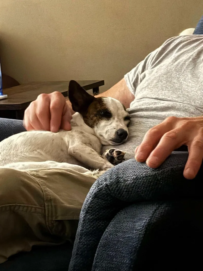 A young medium-sized female Mixed Breed dog named Bunny for adoption in Lake View, NY