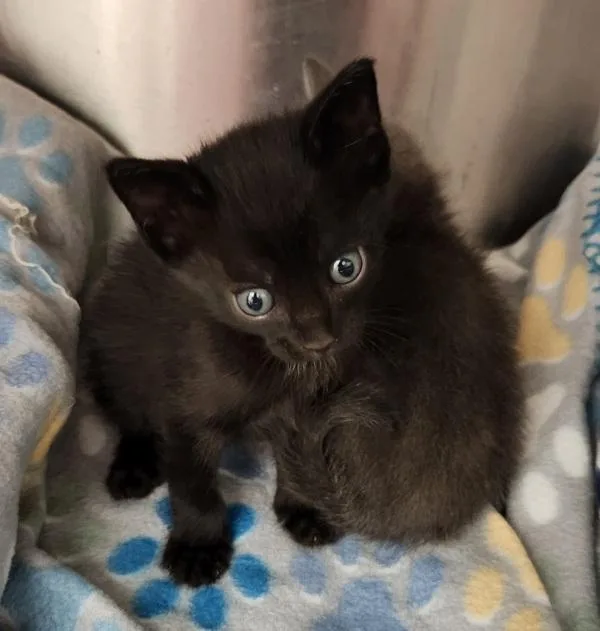An adult small-sized male Domestic Short Hair cat named Smokey for adoption in Houston, TX