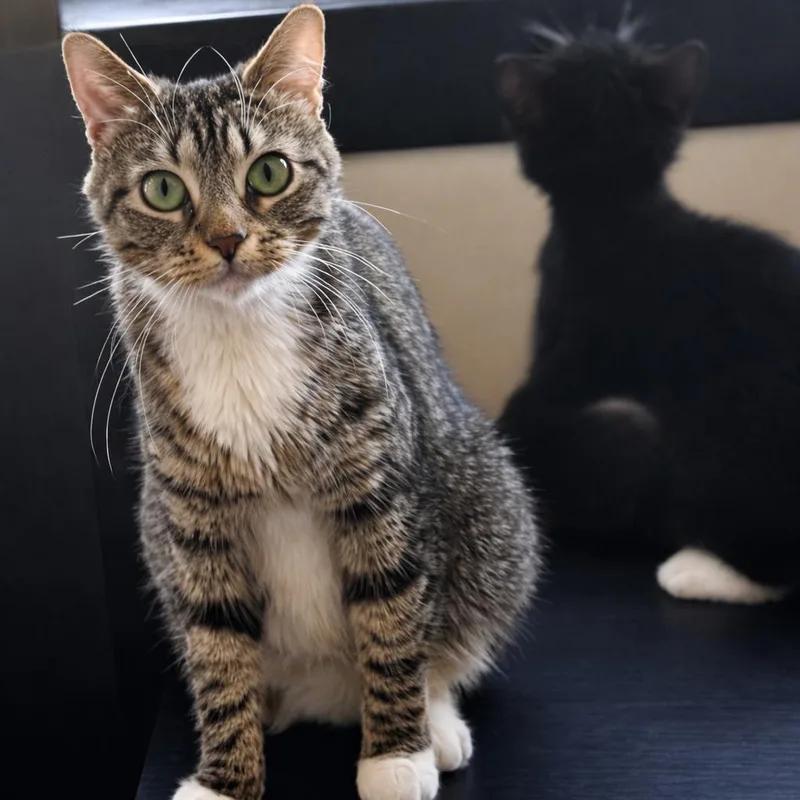 A young small-sized female Gray / Blue / Silver Domestic Short Hair cat named Pepper for adoption in Oakton, VA