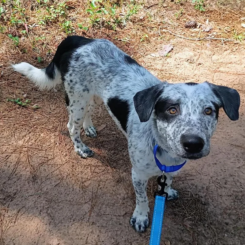 A young medium-sized male White / Cream Mixed Breed dog named Hardy for adoption in Tomah, WI