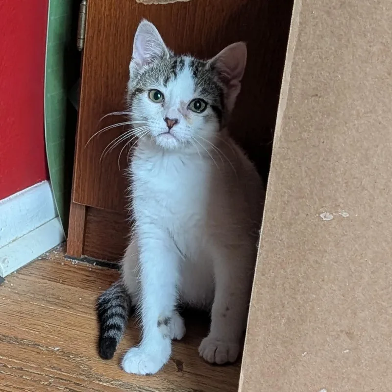 A baby small-sized female Domestic Short Hair cat named Wren WS for adoption in Portage, MI
