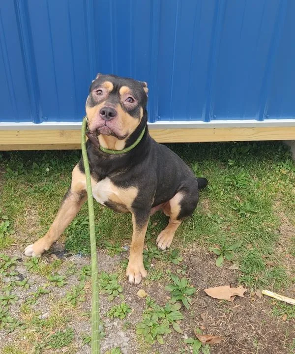 An adult medium-sized male Pit Bull Terrier dog named Bob for adoption in Cleveland, TN
