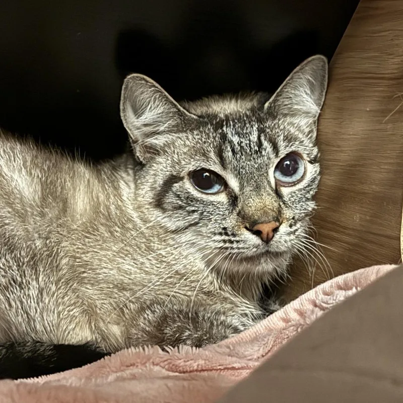 An adult medium-sized female Brown / Chocolate Domestic Short Hair cat named Hunter for adoption in South Elgin, IL