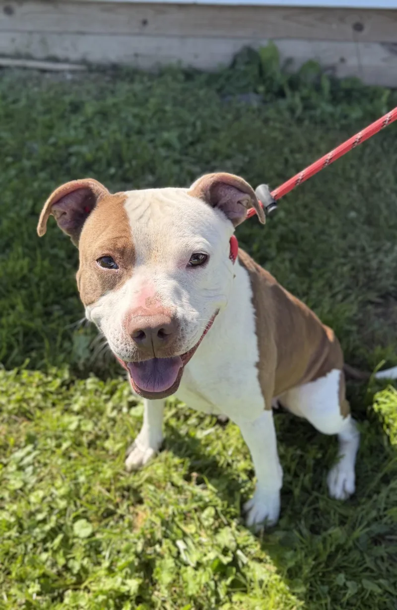 An adult medium-sized female White / Cream Mixed Breed dog named Bugsy for adoption in Wooster, OH