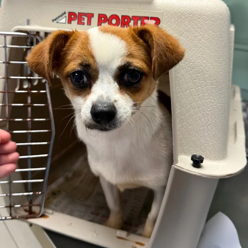 A young small-sized female Brown / Chocolate Mixed Breed dog named Skittles for adoption in Waukesha, WI