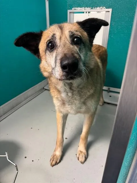 An adult large-sized male Chow Chow dog named Crouton for adoption in Oklahoma City, OK
