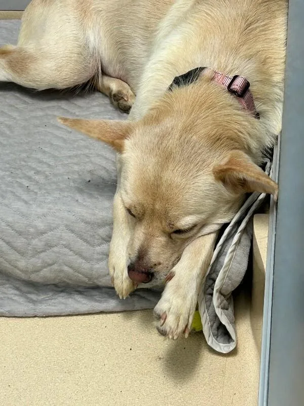 An adult medium-sized female Pug dog named Sandie Dee for adoption in Fort Collins, CO