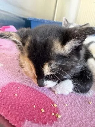 A baby medium-sized female Domestic Short Hair cat named Lace for adoption in Westland, MI