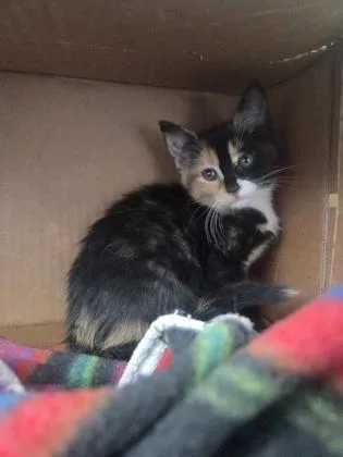 Lace thumbnail 2