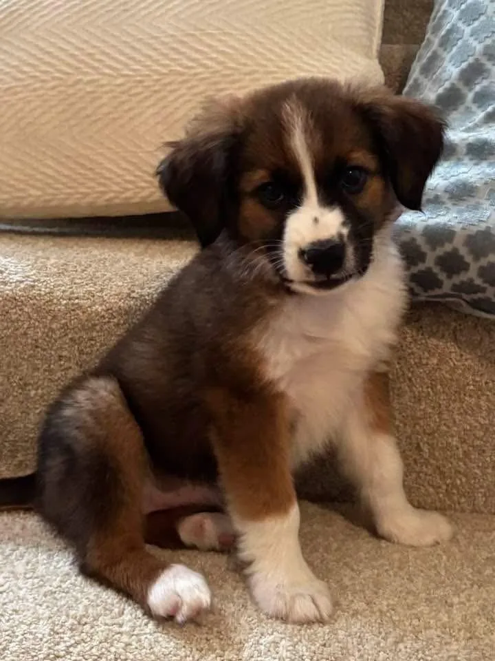 A baby medium-sized female Tricolor (Brown, Black, & White) Australian Shepherd dog named Cocoa for adoption in Columbus, OH