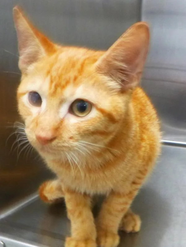 A baby small-sized male Domestic Short Hair cat named Piquant for adoption in Lafayette, LA