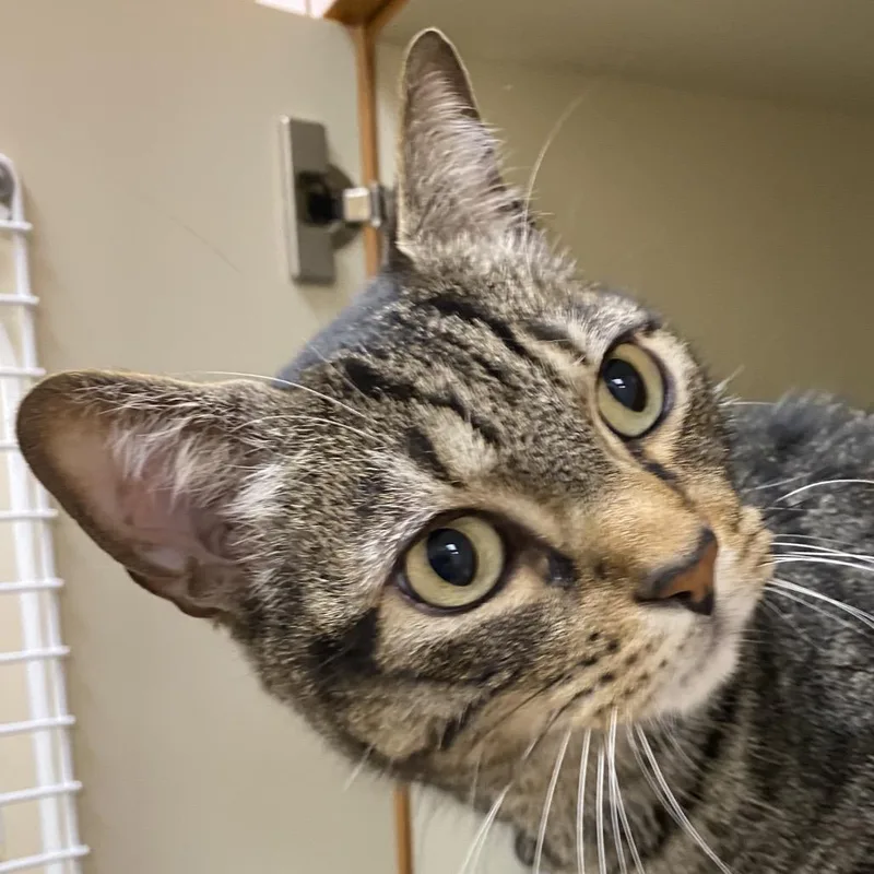 An adult large-sized male Brown / Chocolate Domestic Short Hair cat named Randy for adoption in Thomaston, ME