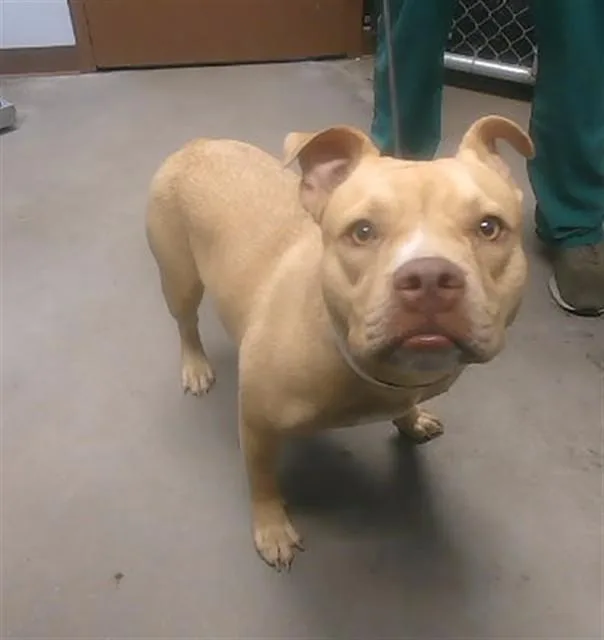 A young large-sized female Pit Bull Terrier dog named Honey Bunch for adoption in Phoenix, AZ