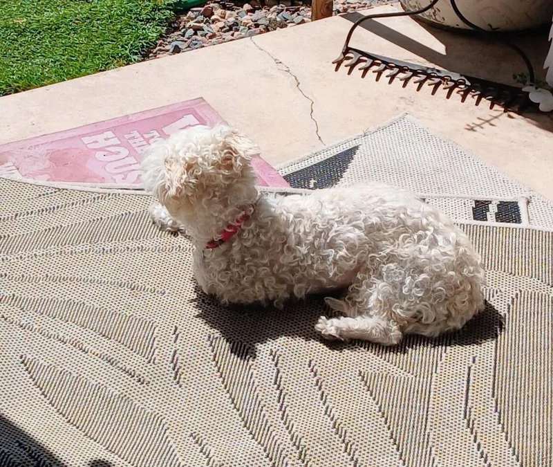 Tovah thumbnail 4