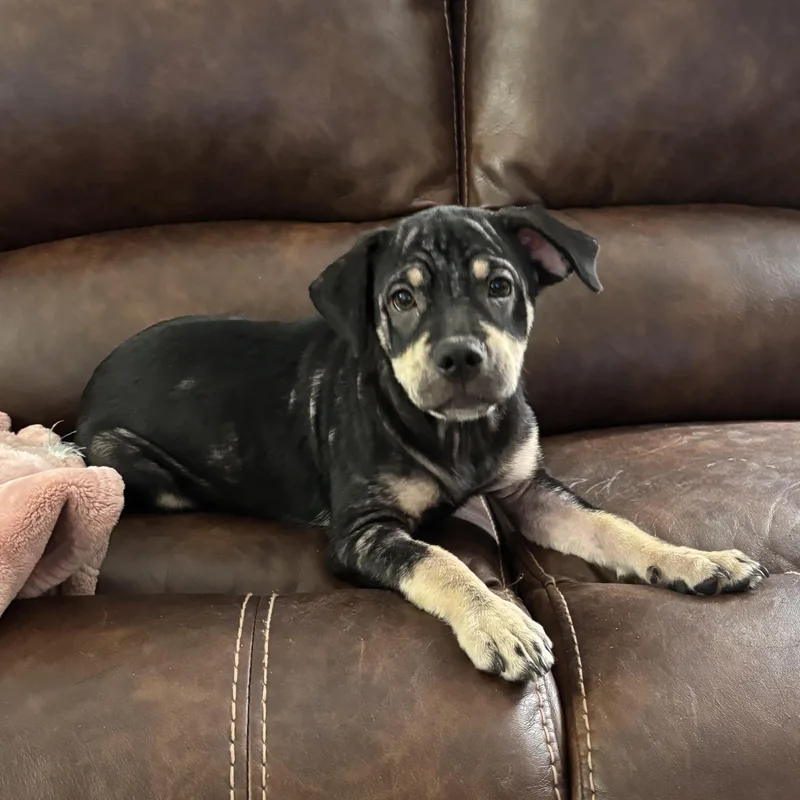 A baby medium-sized female Black Mixed Breed dog named Annie for adoption in Houston, TX