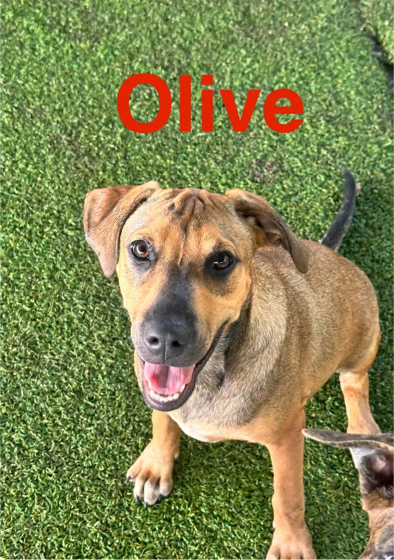 Olive