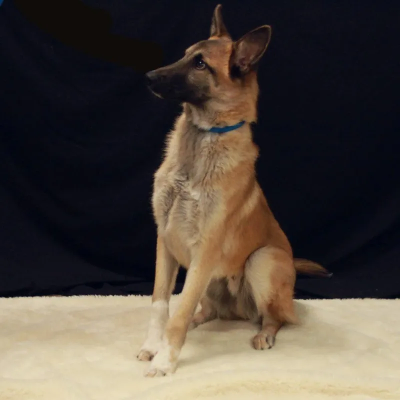 Rover thumbnail 2