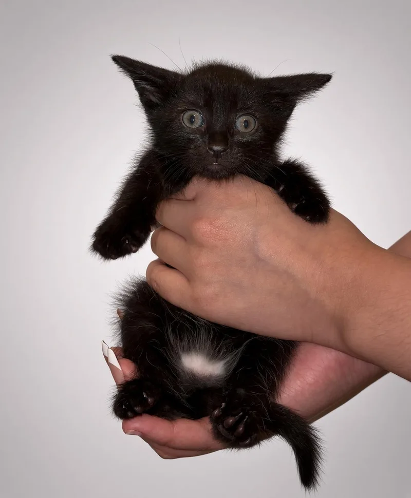 A baby medium-sized male Black Domestic Short Hair cat named Willie for adoption in Nutley, NJ
