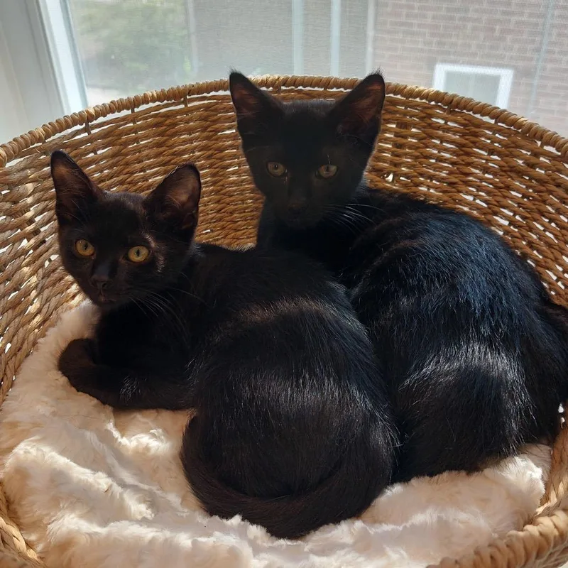 A baby small-sized female Black Domestic Short Hair cat named Suzie Q for adoption in Oakton, VA