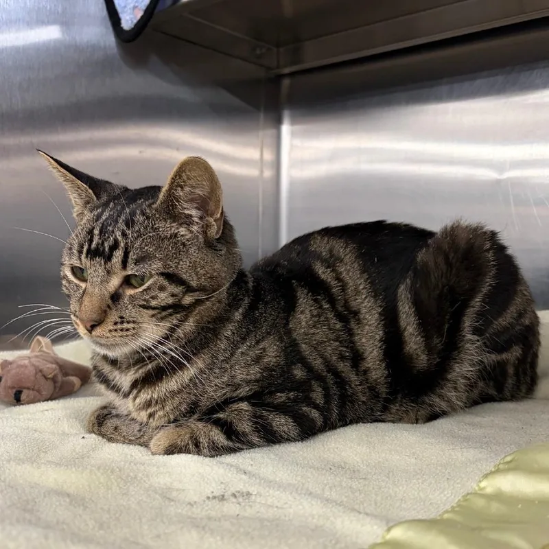 A young medium-sized male Brown / Chocolate Domestic Short Hair cat named Solomon for adoption in Hamburg, NY