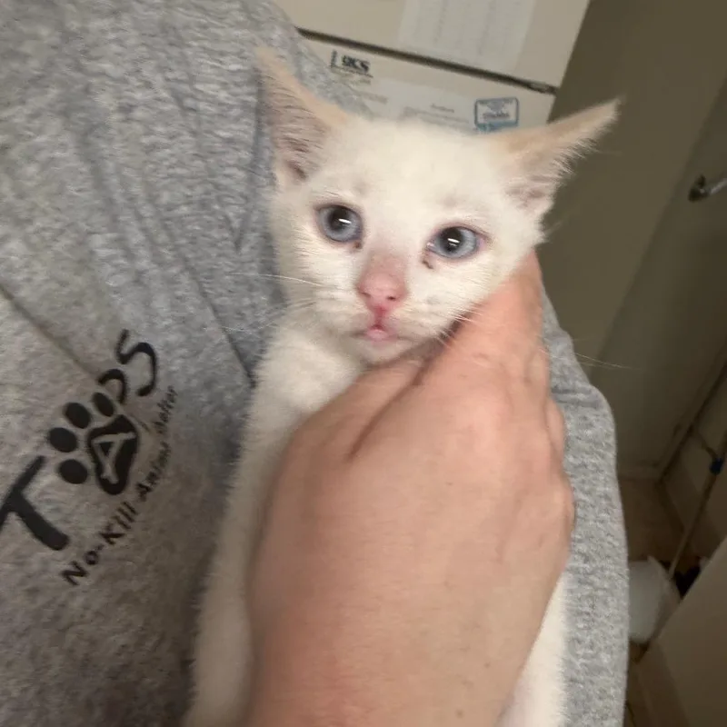A baby small-sized male White Domestic Short Hair cat named Marcel The Shell for adoption in Pekin, IL