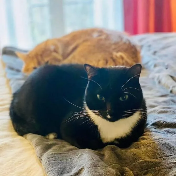 A senior extra large-sized male Black Domestic Short Hair cat named Oakley for adoption in Seminole, FL