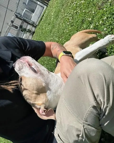 A young medium-sized female Yellow / Tan / Blond / Fawn Pit Bull Terrier dog named Esme for adoption in Clayton, NJ