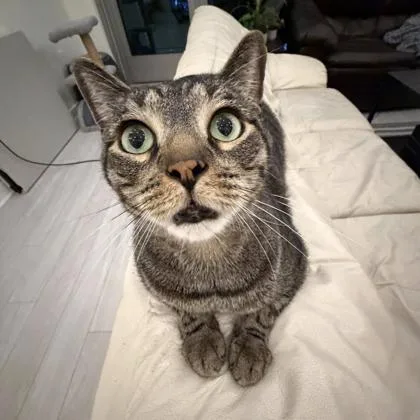An adult small-sized male Black Domestic Short Hair cat named Boss for adoption in Atlanta, GA