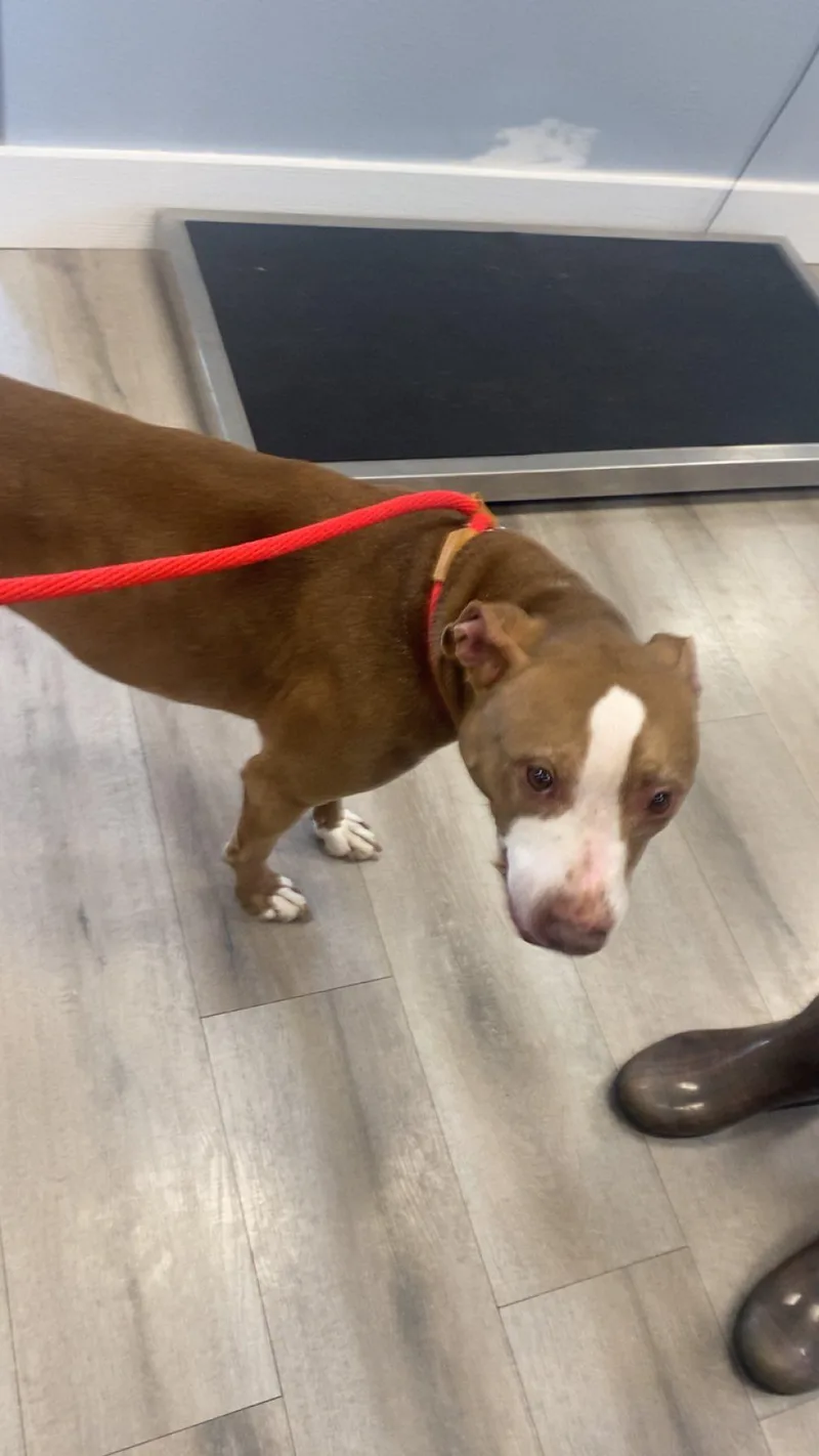 An adult large-sized female Pit Bull Terrier dog named Maggie for adoption in Cincinnati, OH