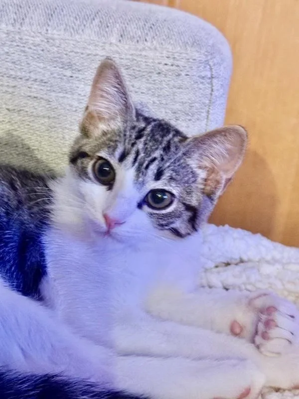 A baby small-sized female Domestic Short Hair cat named Lady for adoption in Bonsall, CA