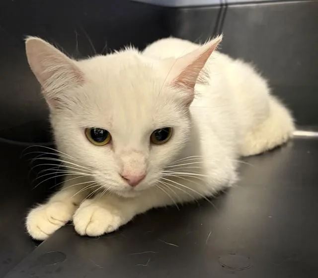 A young small-sized female Domestic Short Hair cat named Moon for adoption in Westminster, MD