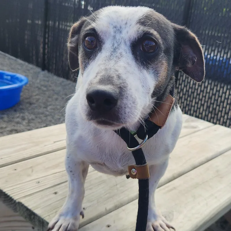 An adult small-sized female Jack Russell Terrier dog named Candy for adoption in Fort Wayne, IN