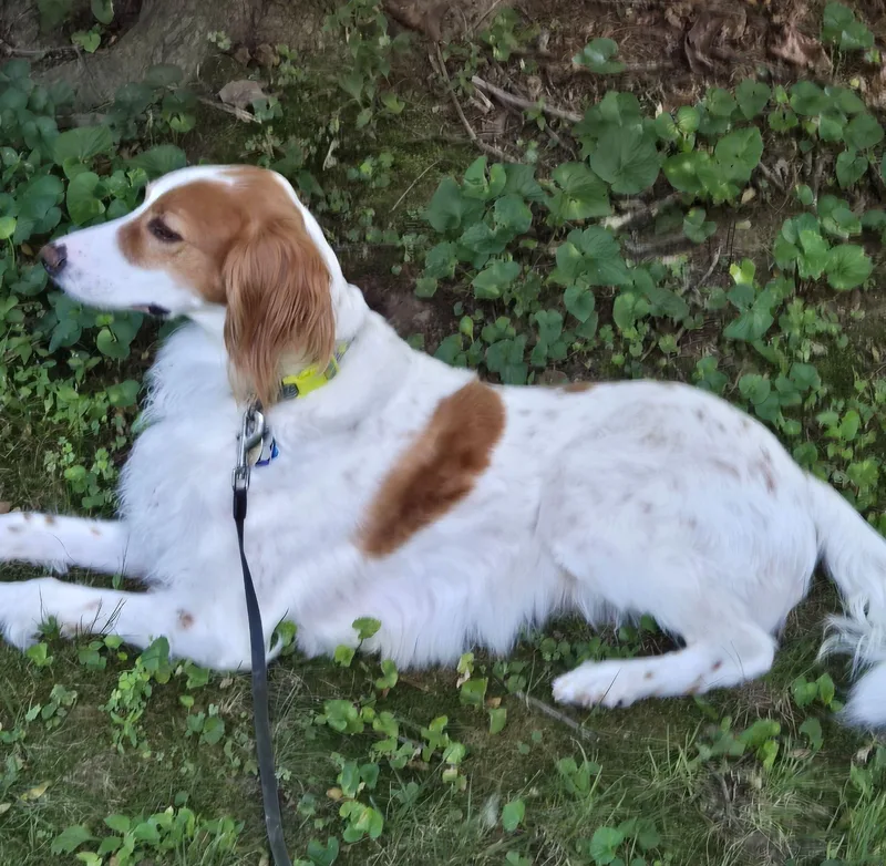 An adult medium-sized male English Setter dog named Charlie for adoption in East China, MI