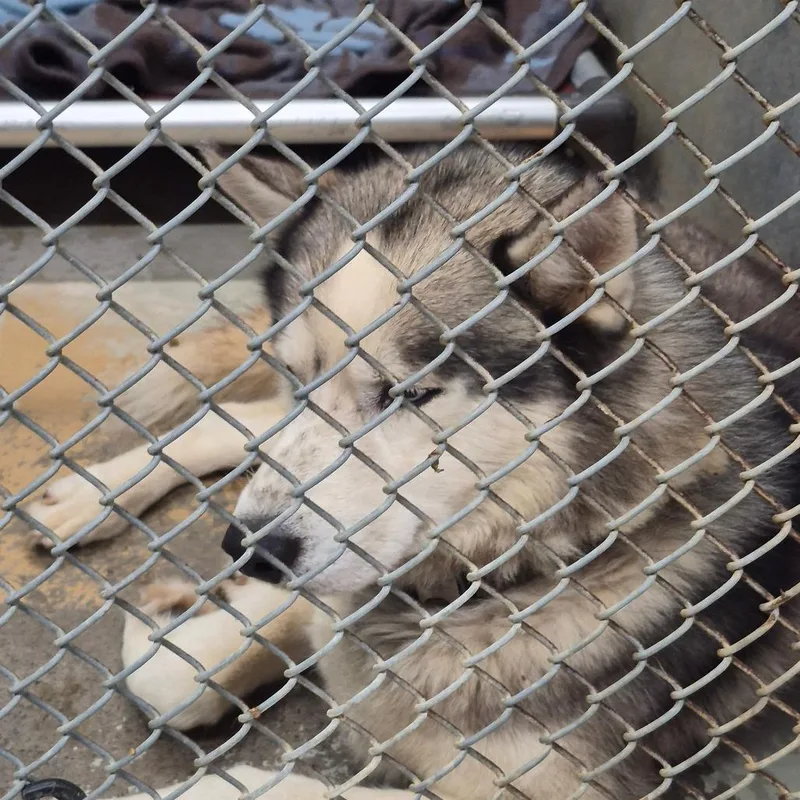 Balto
