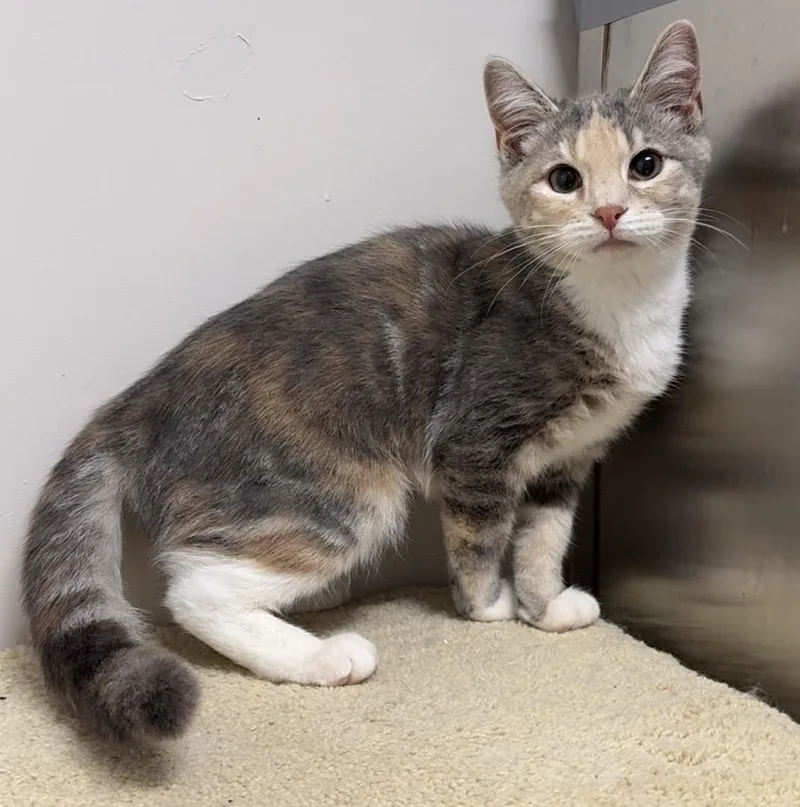 A young medium-sized female Dilute Calico Domestic Short Hair cat named Bunnie for adoption in Kearneysville, WV