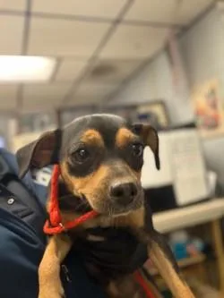 A young medium-sized female Terrier dog named Bonnie for adoption in Stockton, CA