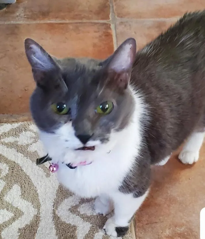 Bella thumbnail 2