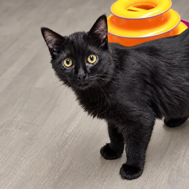 A baby medium-sized male Domestic Medium Hair cat named Nick for adoption in Long Beach, WA