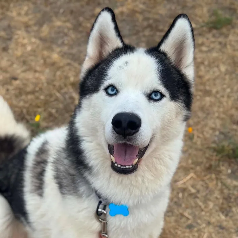 An adult medium-sized male White / Cream Siberian Husky dog named Atlas for adoption in Tacoma, WA