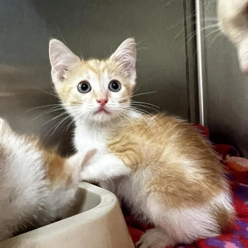 A baby small-sized female Orange / Red Domestic Short Hair cat named Betty for adoption in Harrisville, WV