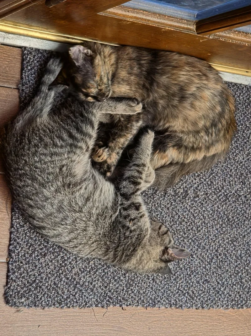 A young medium-sized female Torbie Domestic Medium Hair cat named Cali for adoption in Fort Worth, TX