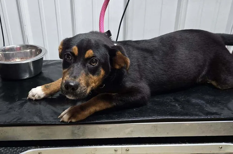 A baby medium-sized female Tricolor (Brown, Black, & White) Hound dog named Dakota for adoption in Waverly, OH