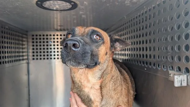An adult large-sized female German Shepherd Dog dog named Diamond for adoption in Phoenix, AZ