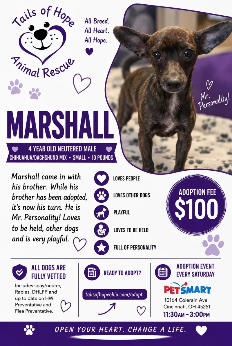 An adult small-sized male Dachshund dog named Marshall for adoption in Ross, OH
