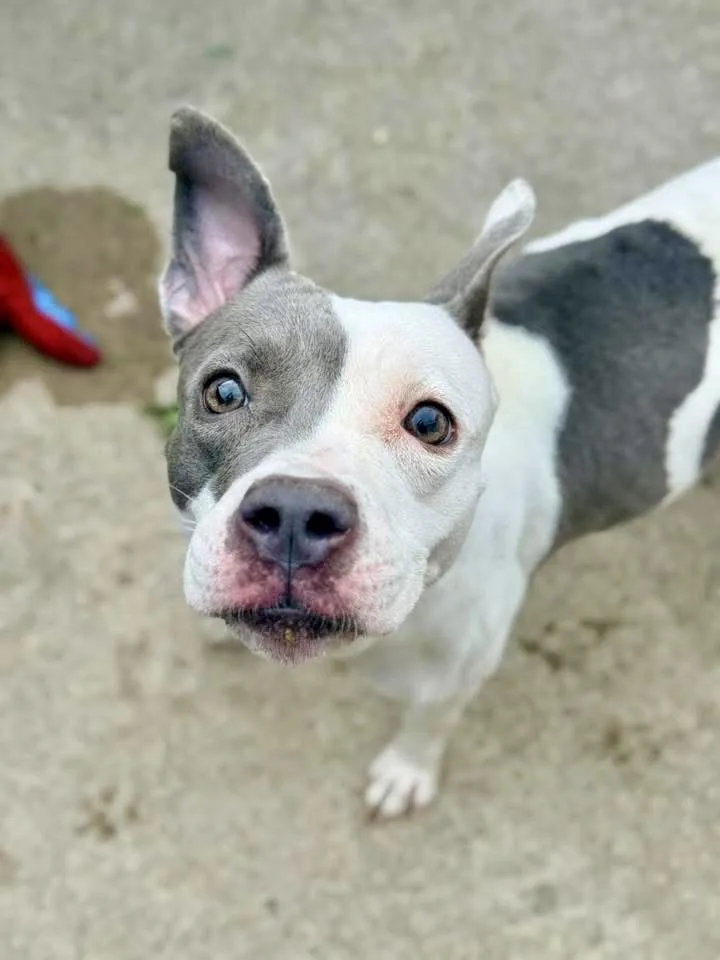 An adult medium-sized female White / Cream Pit Bull Terrier dog named Pom Pom for adoption in Chicago, IL