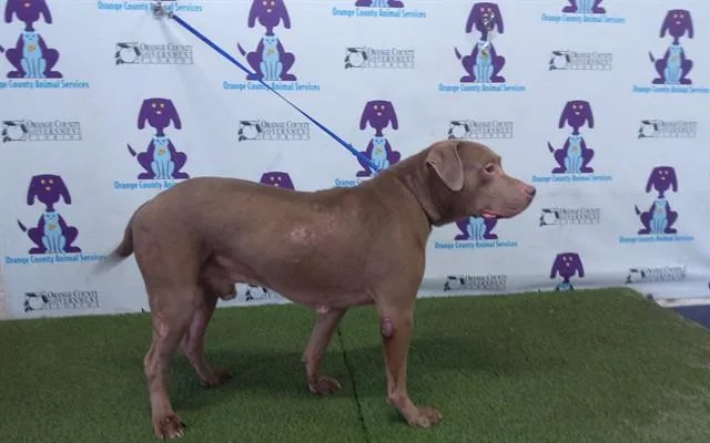 A senior large-sized male Pit Bull Terrier dog named Foolish for adoption in Orlando, FL