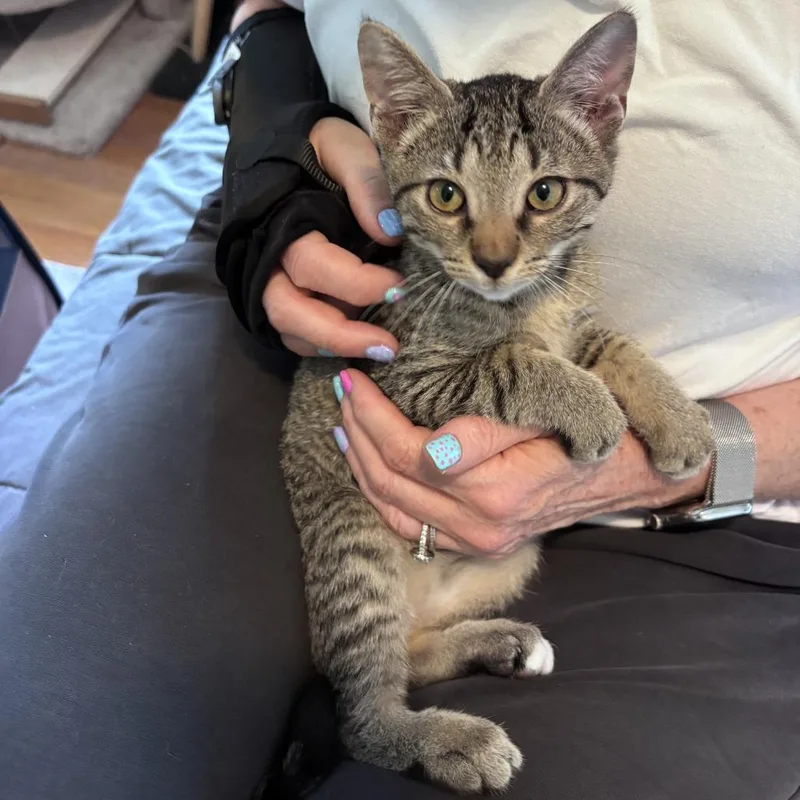 A baby small-sized female Brown / Chocolate Domestic Short Hair cat named Spell for adoption in Fairfax, VA
