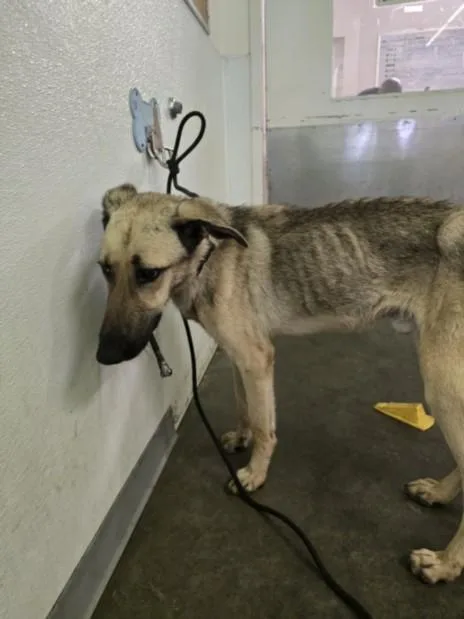 A young large-sized male German Shepherd Dog dog named Jovi for adoption in Los Angeles, CA